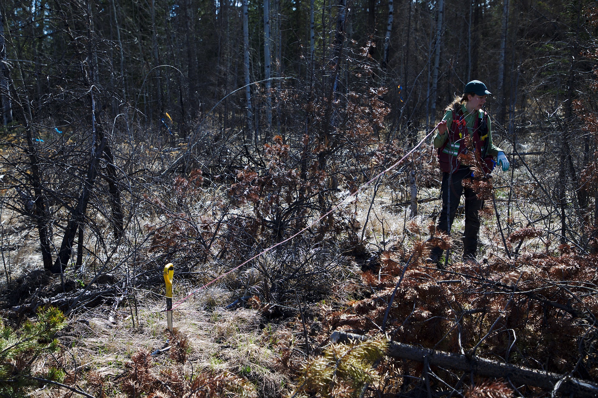 Nicole-checking-MS-Silviculture-Services-Cariboo-Carbon-Solutions-Reforestation-min